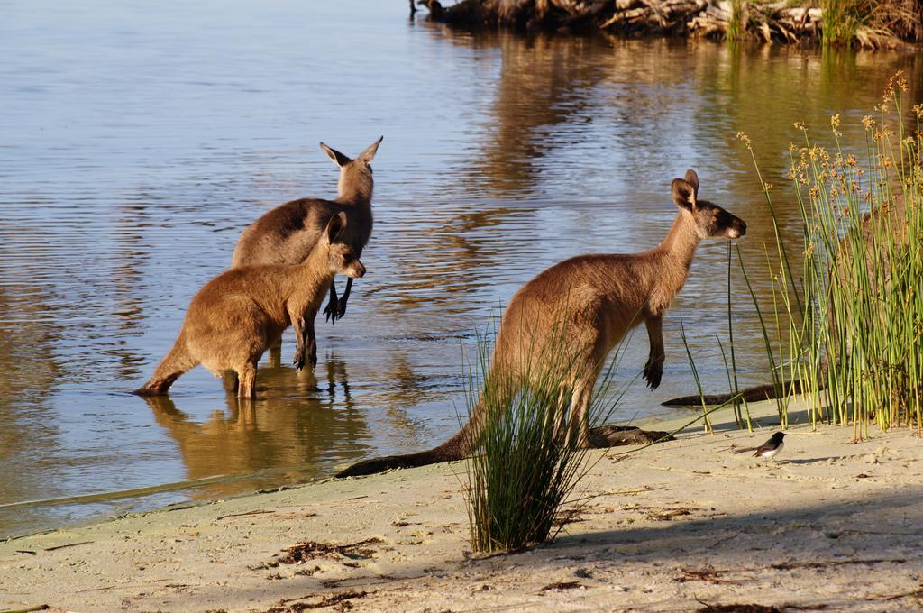 Nrma Myall Shores Holiday Park Буладела Экстерьер фото